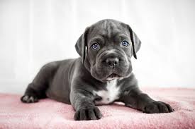 Prices for Cane Corso Puppies in USA and UK